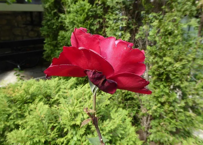 Zelena Oaza 로브란